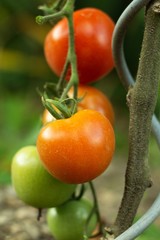 Ripe tomatoes in the home garden, vegetables from the biofarm.