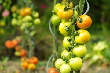 Ripe tomatoes in the home garden, vegetables from the biofarm.