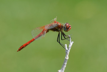 dragonfly