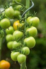 Ripe tomatoes in the home garden, vegetables from the biofarm.