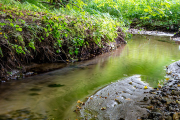 The channel of the forest stream Repinka. Obninsk, Russia
