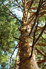 tree with green leaves