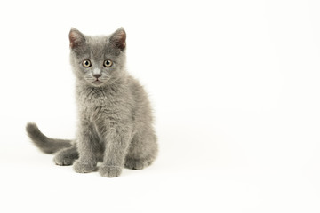 british shorthair kitten