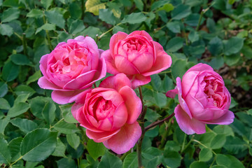 Pink English shrub rose