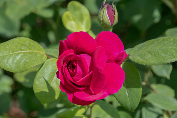 Red English shrub rose