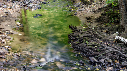 The roots of a tree in a forest stream. Stream Repinka in the city of Obninsk, Russia
