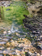The roots of a tree in a forest stream. Stream Repinka in the city of Obninsk, Russia
