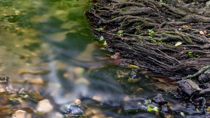 Fototapeta premium The roots of a tree in a forest stream. Stream Repinka in the city of Obninsk, Russia 