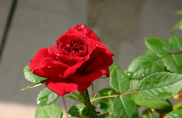 Czerwona róża z kroplami wody po deszczu.