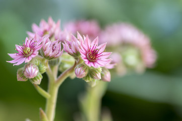Sempervivum arachnoideum perennial flowering plant, bright pink flowers