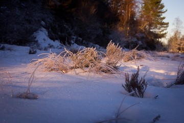 Heather with frost on