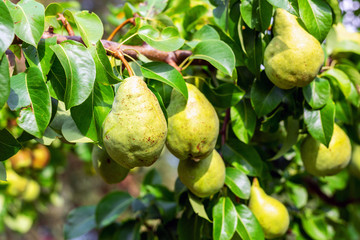 Many big ripe tasty juicy pears growing on tree in orchard. Healthy organic bio fruit natural background. Harvest season concept