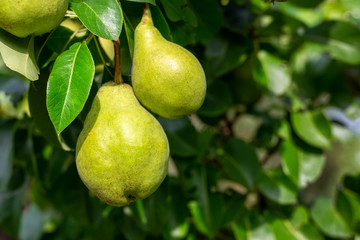 Close-up many big ripe tasty juicy pears growing on tree in orchard. Healthy organic bio fruit natural background. Harvest season concept