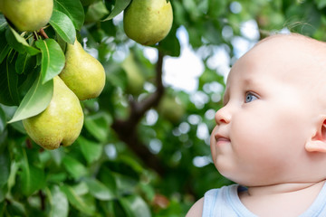 Child looking at ripe pears at orchard in autumn. Little boy wanting to eat sweet fruit from tree in garden at fall harvest. Infant and baby food concept. Healthy nutrition. Outdoor fun for children