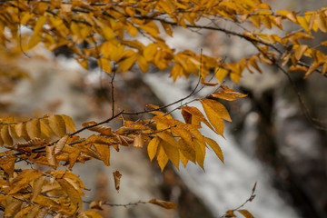 Orange Leaves Close Up