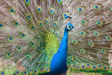 Fototapeta premium Pavo real en Cartagena, Murcia, España