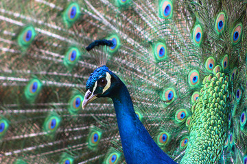 Obraz premium Pavo real en Cartagena, Murcia, España