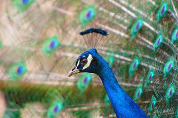 Obraz premium Pavo real en Cartagena, Murcia, España