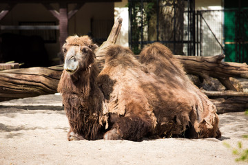 Camel in Amsterdam Zoo, Netherlands