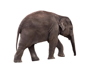 Fototapeta na wymiar Small elephant isolated on white background