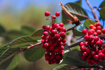 berries
