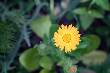 Flower of calendula on dark natural background