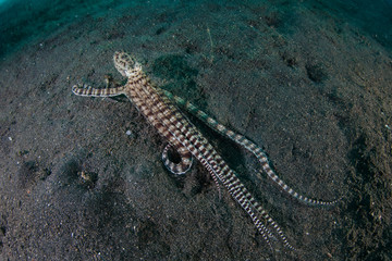 Mimic Octopus Crawling Across Black Sand in Lembeh Strait