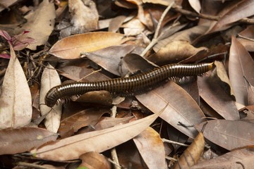 Millipede in nature
