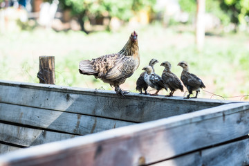 mother hen and her newly hatched chickens