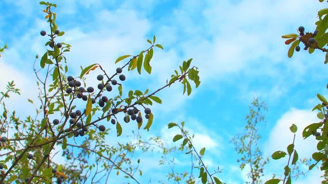 Blackthorn bush with sloe berries swaying in the wind against a cloudy blue sky