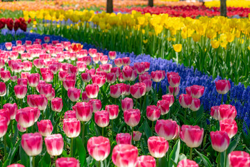 チューリップ　春イメージ