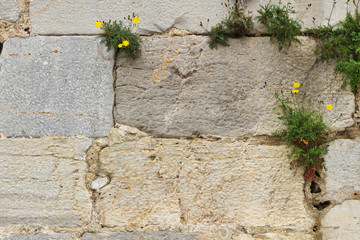 Muro de piedra con plantas
