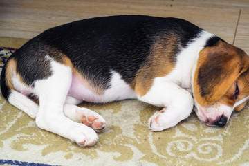 A beagle puppy. Little nice doggy, relaxing on a carpet.