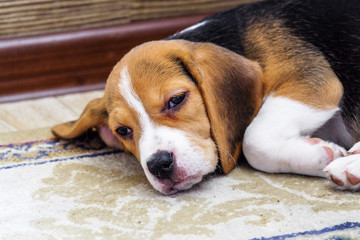 A beagle puppy. Little nice doggy, relaxing on a carpet.