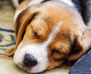 A beagle puppy. Little nice doggy, relaxing on a carpet.
