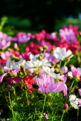 Obraz premium Podnoszące na duchu kolorowe kwiaty Cosmos pod radosnym słońcem Popularna roślina ozdobna do kształtowania krajobrazu publicznych i prywatnych terenów rekreacyjnych.