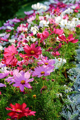 Uplifting colorful Cosmos flowers under the cheerful sunlight. Popular decorative plant for landscaping of public and private recreation areas.
