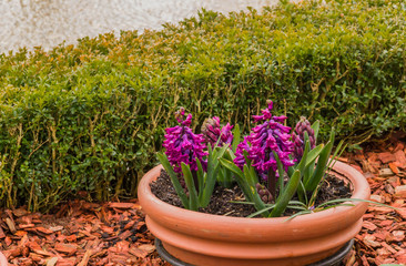 Purple flower pot