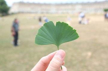hoja de ginkgo en Bath