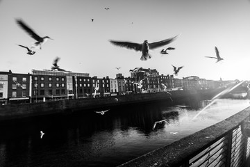Dublin's river
