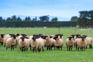 A flock of pregnant suffolk ewes in a green grassy field