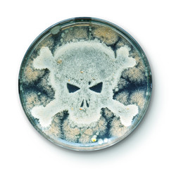 Petri dish growing bacteria in the shape of a skull and crossbones