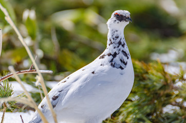 冬毛の雷鳥　立山　室堂