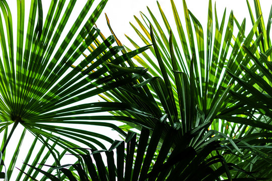 closeup palm tree leaf textre for background