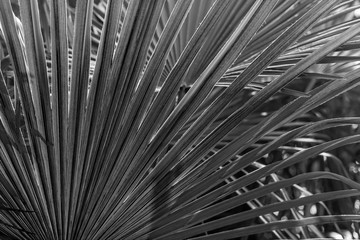 palm tree leaves background