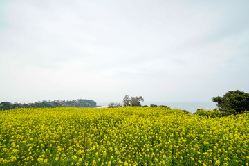 Obraz premium 菜の花 長崎鼻