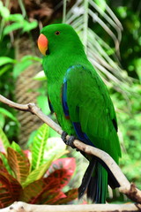 A beautiful Eclectus parrot sits perched on a branch in its environment.