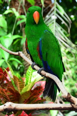 A beautiful Eclectus parrot sits perched on a branch in its environment.