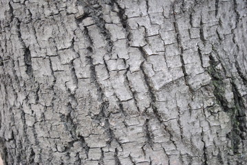 Árbol textura 4