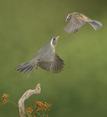 Obraz premium Flight